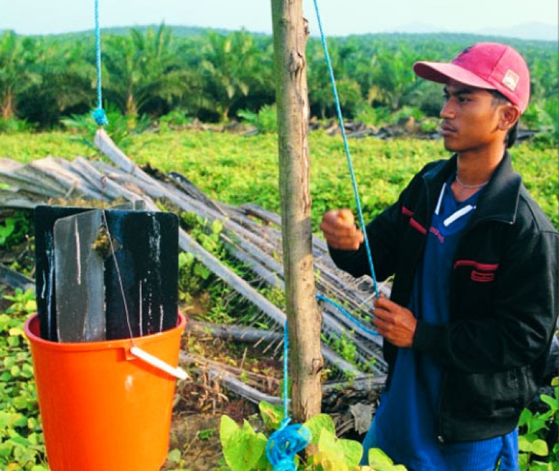 Mapping of Labour Issues and Advocacy Works in Palm Oil Production