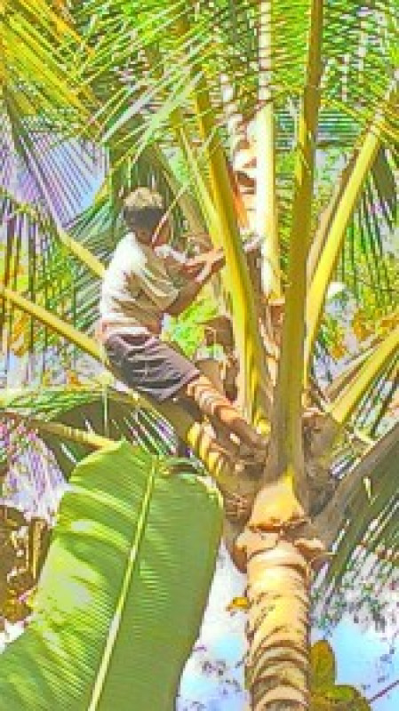 Impact Analysis of Coconut Sugar Program of Hivos Project in Kulon Progo and Banyumas